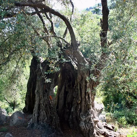 Di Sognu Costa