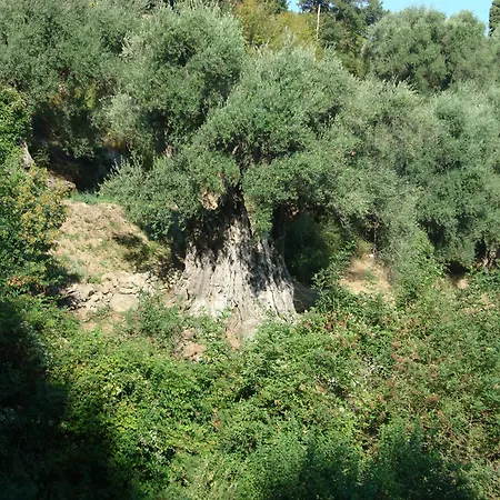 Сasa de vacaciones Di Sognu Costa