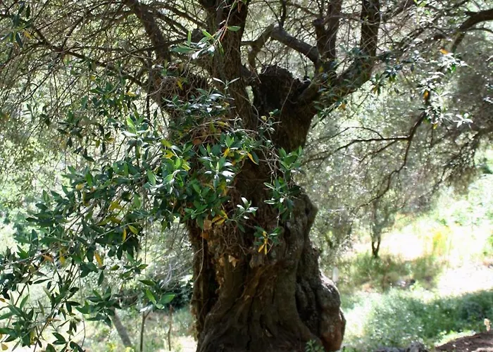 בית נופש Di Sognu *