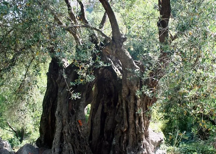 Di Sognu Costa